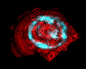 An infrared camera aboard NASA's Cassini spacecraft has discovered a unique aurora lighting up Saturn’s polar cap. The mysterious new aurora is unlike any other known in our solar system. Credit: NASA An infrared camera aboard NASA's Cassini spacecraft has discovered a unique aurora lighting up Saturn’s polar cap. The mysterious new aurora is unlike any other known in our solar system. Credit: NASA