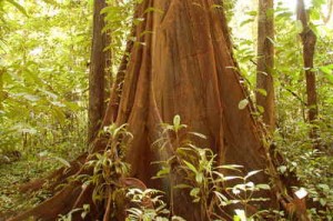 TropicalTree_hires_large,0 Large tropical tree