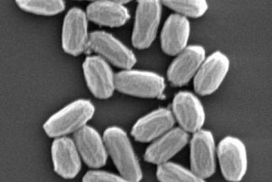 Certain strains of bacteria, including Bacilus Pumilus, may be able to survive on the Martian surface. Credit: NASA Certain strains of bacteria, including Bacilus Pumilus, may be able to survive on the Martian surface. Credit: NASA