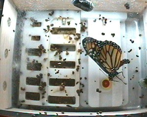 After completing its pupa stage, a Monarch butterfly emerges during the CSI-03(Commercial Generic Bioprocessing Apparatus Science Insert - 03) investigation. This investigation is one in a series of educational experiments aboard the station designed to accompany in-class experiments for teachers and students. Credit: NASA After completing its pupa stage, a Monarch butterfly emerges during the CSI-03(Commercial Generic Bioprocessing Apparatus Science Insert - 03) investigation. This investigation is one in a series of educational experiments aboard the station designed to accompany in-class experiments for teachers and students. Credit: NASA