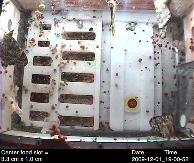 This is an image of the four adult Painted Lady butterflies in their habitat aboard the International Space Station on Dec. 1, 2009. Credit: BioServe Space Technologies This is an image of the four adult Painted Lady butterflies in their habitat aboard the International Space Station on Dec. 1, 2009. Credit: BioServe Space Technologies