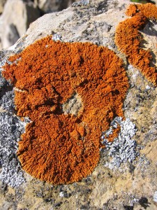 Xanthoria Elegans on Expose-E was collected in the mountains of Spain