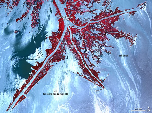 A false-color, high-resolution view of the very tip of the Mississippi River Delta covered in oil slick. Credit: NASA A false-color, high-resolution view of the very tip of the Mississippi River Delta covered in oil slick. Credit: NASA