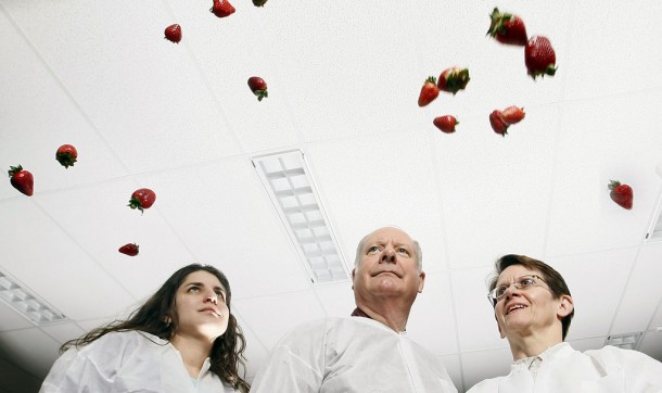 Purdue's Gioia Massa, from left, Cary Mitchell and Judith Santini found that a particular type of strawberry seems to meet NASA guidelines for foods that could be grown in space. (Purdue Agricultural Communication photo/Tom Campbell) Purdue's Gioia Massa, from left, Cary Mitchell and Judith Santini found that a particular type of strawberry seems to meet NASA guidelines for foods that could be grown in space. (Purdue Agricultural Communication photo/Tom Campbell)