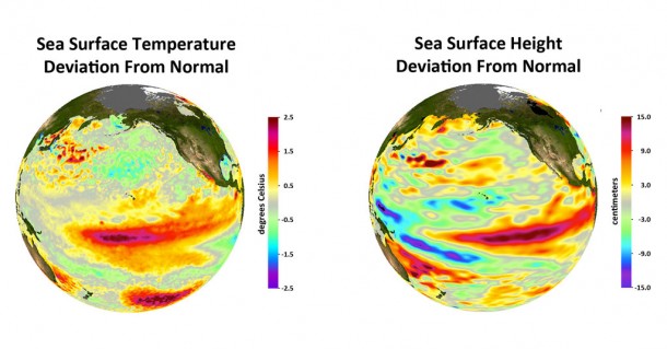 Deviations from normal sea surface temperatures (left) and sea surface heights (right) at the peak of the 2009-2010 central Pacific El Niño, as measured by NOAA polar orbiting satellites and NASA's Jason-1 spacecraft, respectively. The warmest temperatures and highest sea levels were located in the central equatorial Pacific. Image credit: NASA/JPL-NOAA Deviations from normal sea surface temperatures (left) and sea surface heights (right) at the peak of the 2009-2010 central Pacific El Niño, as measured by NOAA polar orbiting satellites and NASA's Jason-1 spacecraft, respectively. The warmest temperatures and highest sea levels were located in the central equatorial Pacific. Image credit: NASA/JPL-NOAA