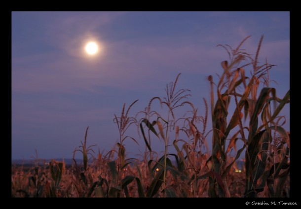 The Harvest Moon of Oct. 3, 2009, photographed by Catalin M. Timosca of Turda, Romania. 