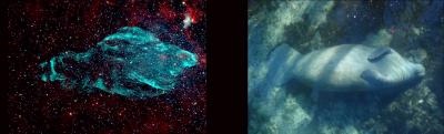 Credit: Left: NSF's Karl G. Jansky Very Large Array (VLA), NRAO/AUI/NSF, K. Golap, M. Goss; NASA’s Wide Field Survey Explorer (WISE). Right: Tracy Colson Credit: Left: NSF's Karl G. Jansky Very Large Array (VLA), NRAO/AUI/NSF, K. Golap, M. Goss; NASA’s Wide Field Survey Explorer (WISE). Right: Tracy Colson