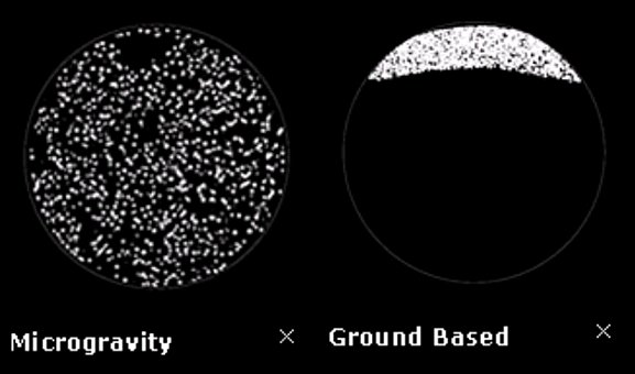 Examples of how coarsening appears in microgravity (left) vs. on Earth (right); revealing characteristics hidden by gravity is the goal of the CSLM-3 investigation traveling to the International Space Station on SpaceX Dragon. (NASA) Examples of how coarsening appears in microgravity (left) vs. on Earth (right); revealing characteristics hidden by gravity is the goal of the CSLM-3 investigation traveling to the International Space Station on SpaceX Dragon. (NASA)