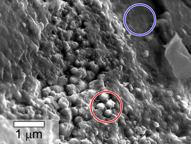 This scanning electron microscope image shows speroidal features embedded in a layer of iddingsite, a mineral formed by action of water, in a meteorite that came from Mars. Image Credit: NASA This scanning electron microscope image shows speroidal features embedded in a layer of iddingsite, a mineral formed by action of water, in a meteorite that came from Mars. Image Credit: NASA