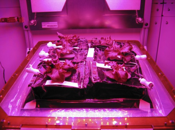 Outredgeous red romaine lettuce plants grow inside in a prototype Veggie flight pillow. The bellows of the hardware have been lowered to better observe the plants. A small temperature and relative humidity data logger is placed between the pillows small white box, central. Image Credit: NASA/Gioia Massa Outredgeous red romaine lettuce plants grow inside in a prototype Veggie flight pillow. The bellows of the hardware have been lowered to better observe the plants. A small temperature and relative humidity data logger is placed between the pillows small white box, central. Image Credit: NASA/Gioia Massa
