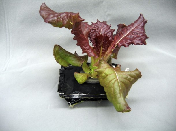 A 28-day-old Outredgeous red romaine lettuce plant grows in a prototype v flight pillow. U.S. astronauts living and working aboard the International Space Station are going to receive a newly developed Vegetable Production System Veggie. Image Credit: NASA/Gioia Massa A 28-day-old Outredgeous red romaine lettuce plant grows in a prototype v flight pillow. U.S. astronauts living and working aboard the International Space Station are going to receive a newly developed Vegetable Production System Veggie. Image Credit: NASA/Gioia Massa