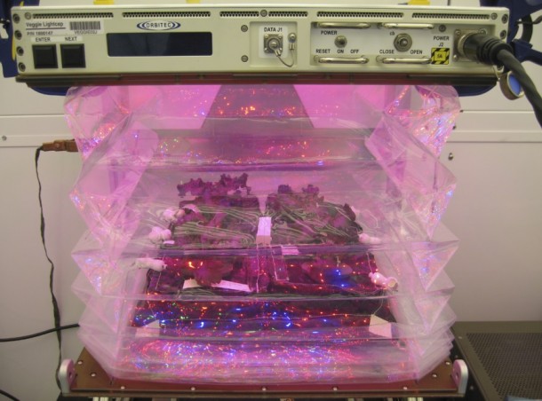 Outredgeous red romaine lettuce plants grow inside the bellows of a prototype Veggie flight pillow. It will launch aboard SpaceX's Dragon capsule on NASA's third Commercial Resupply Services mission targeted to launch April 14 from Space Launch Complex 40 at Cape Canaveral Air Force Station. Image Credit: NASA/Bryan Onate Outredgeous red romaine lettuce plants grow inside the bellows of a prototype Veggie flight pillow. It will launch aboard SpaceX's Dragon capsule on NASA's third Commercial Resupply Services mission targeted to launch April 14 from Space Launch Complex 40 at Cape Canaveral Air Force Station. Image Credit: NASA/Bryan Onate