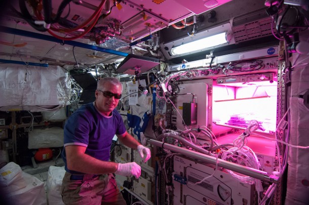 NASA astronaut Steve Swanson with the Veggie facility aboard the International Space Station. Image Credit: NASA NASA astronaut Steve Swanson with the Veggie facility aboard the International Space Station. Image Credit: NASA