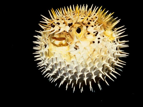 NASA is creating new technology for its flight to Mars by mimicking the behavior of Pufferfish. Pufferfish are poor swimmers, but can quickly ingest huge amounts of water to turn themselves into a virtually inedible ball several times their normal size. Image Credit: Chris Laughlin/Animals Animals-Earth Scenes NASA is creating new technology for its flight to Mars by mimicking the behavior of Pufferfish. Pufferfish are poor swimmers, but can quickly ingest huge amounts of water to turn themselves into a virtually inedible ball several times their normal size. Image Credit: Chris Laughlin/Animals Animals-Earth Scenes
