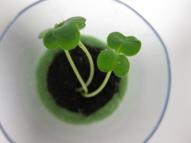 A close up of the plant incubator in the NanoRacks-Girl Scouts of Hawai`i-Microgreen Plant Growth investigation. The light green material surrounding the planting medium is florist sponge. The planting medium is all natural bark and other plant fibers. Image Credit: Girl Scouts of Hawaii A close up of the plant incubator in the NanoRacks-Girl Scouts of Hawai`i-Microgreen Plant Growth investigation. The light green material surrounding the planting medium is florist sponge. The planting medium is all natural bark and other plant fibers. Image Credit: Girl Scouts of Hawaii