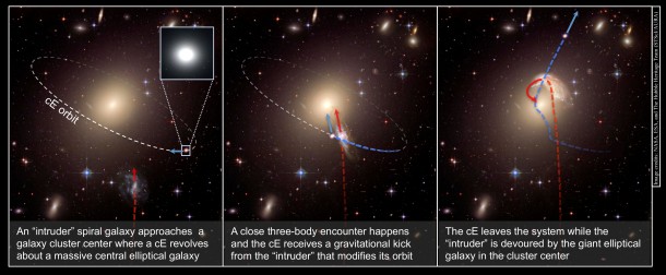 This schematic illustrates the creation of a runaway galaxy. In the first panel, an "intruder" spiral galaxy approaches a galaxy cluster center, where a compact elliptical galaxy (cE) already revolves around a massive central elliptical galaxy. In the second panel, a close encounter occurs and the compact elliptical receives a gravitational kick from the intruder. In the third panel, the compact elliptical escapes the galaxy cluster while the intruder is devoured by the giant elliptical galaxy in the cluster center. NASA, ESA, and the Hubble Heritage Team This schematic illustrates the creation of a runaway galaxy. In the first panel, an "intruder" spiral galaxy approaches a galaxy cluster center, where a compact elliptical galaxy (cE) already revolves around a massive central elliptical galaxy. In the second panel, a close encounter occurs and the compact elliptical receives a gravitational kick from the intruder. In the third panel, the compact elliptical escapes the galaxy cluster while the intruder is devoured by the giant elliptical galaxy in the cluster center. NASA, ESA, and the Hubble Heritage Team