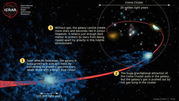 This artist's impression of the ‘quenching’ process shows how a normal blue (star-forming) galaxy lost its gas while falling into the Coma Cluster very early on in its formation. Credit: Cameron Yozin, ICRAR/UWA This artist's impression of the ‘quenching’ process shows how a normal blue (star-forming) galaxy lost its gas while falling into the Coma Cluster very early on in its formation. Credit: Cameron Yozin, ICRAR/UWA